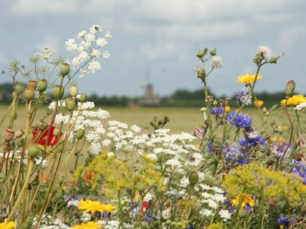 Bordures de champs à Noord-Beveland plein de fleur